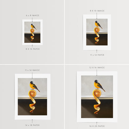 Orange Twist Oriole Fine Art Print by Lauren Pretorius: a Baltimore Oriole perched on top of an orange twist that rests on a white shelf.