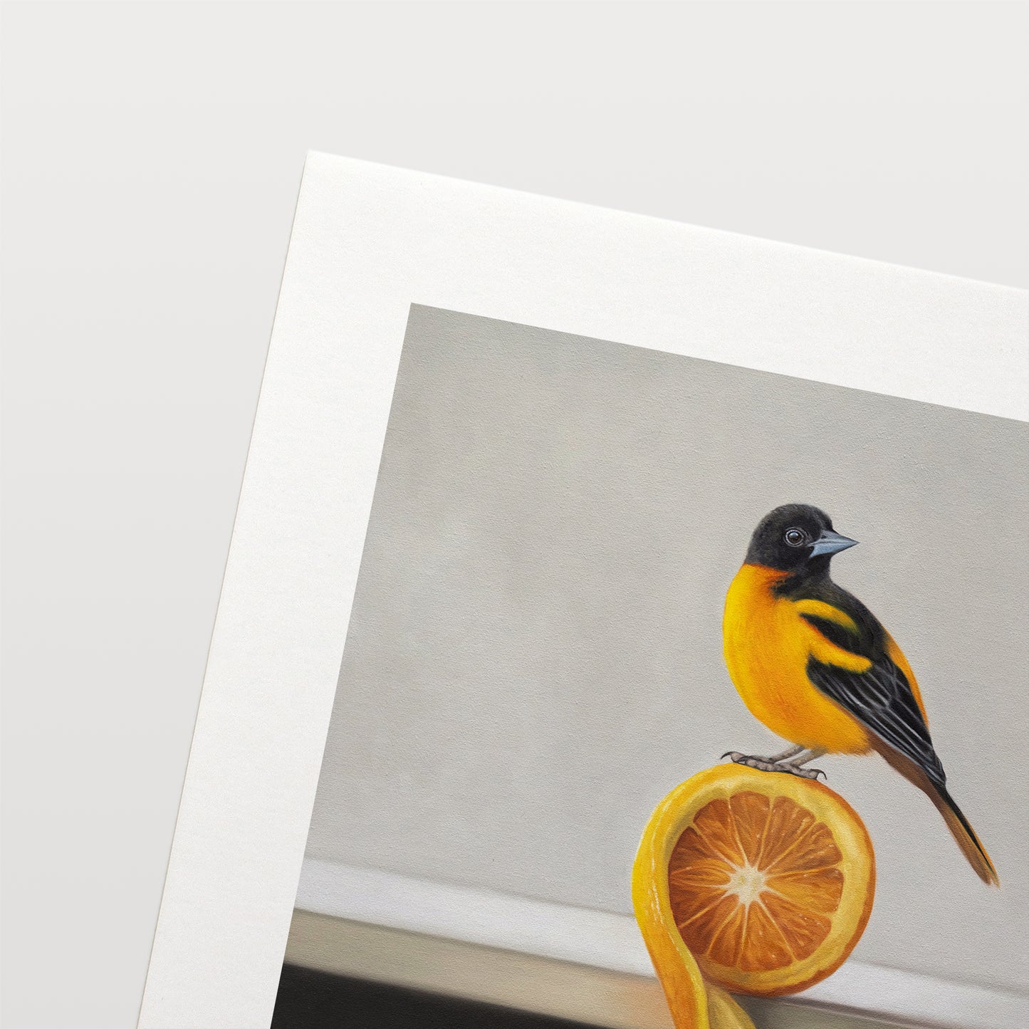 Orange Twist Oriole Fine Art Print by Lauren Pretorius: a Baltimore Oriole perched on top of an orange twist that rests on a white shelf.