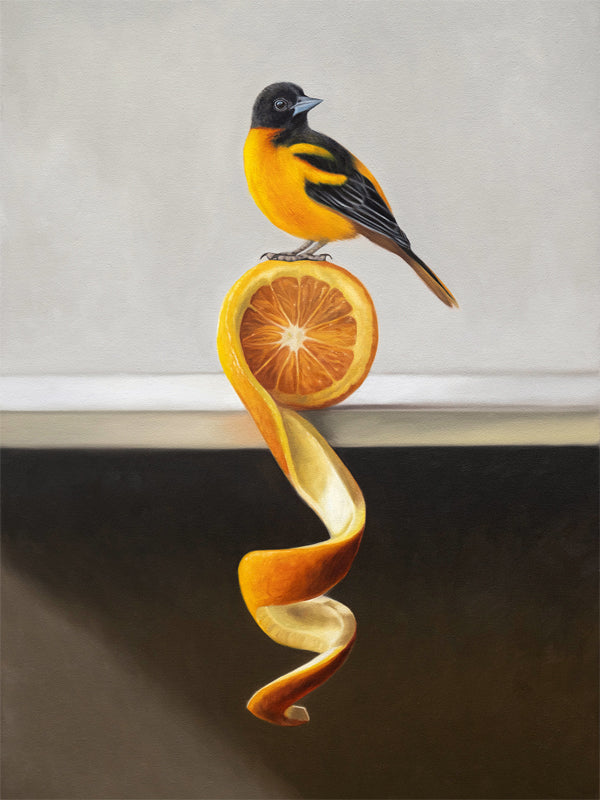Orange Twist Oriole Fine Art Print by Lauren Pretorius: a Baltimore Oriole perched on top of an orange twist that rests on a white shelf.