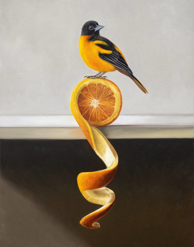 Vibrant oil painting of an orange and black oriole perched on a sliced orange with a long, twisting peel.