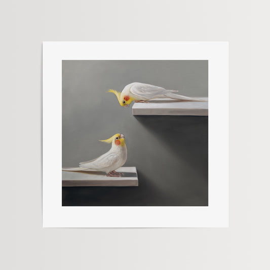 Pair of Cockatiels Fine Art Print by Lauren Pretorius: two cockatiels on a gray background