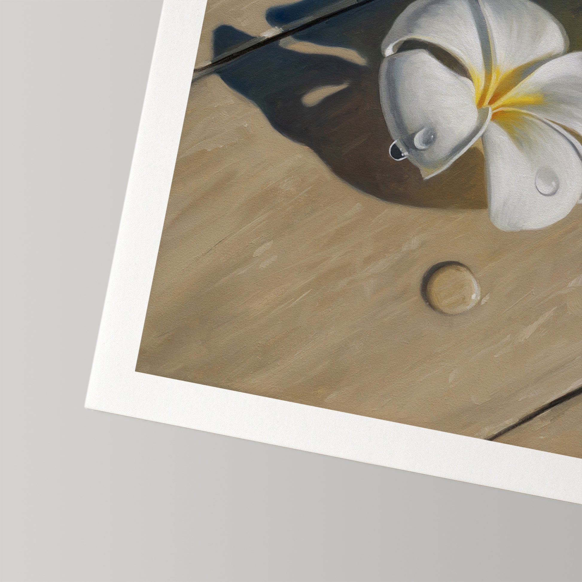 Fine art print of a white plumeria flower with water drops on a wooden surface, white border.