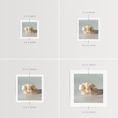 Plumeria Blossoms Fine Art Print by Lauren Pretorius: a pair of white plumeria blossoms resting on a light bluegrey surface.
