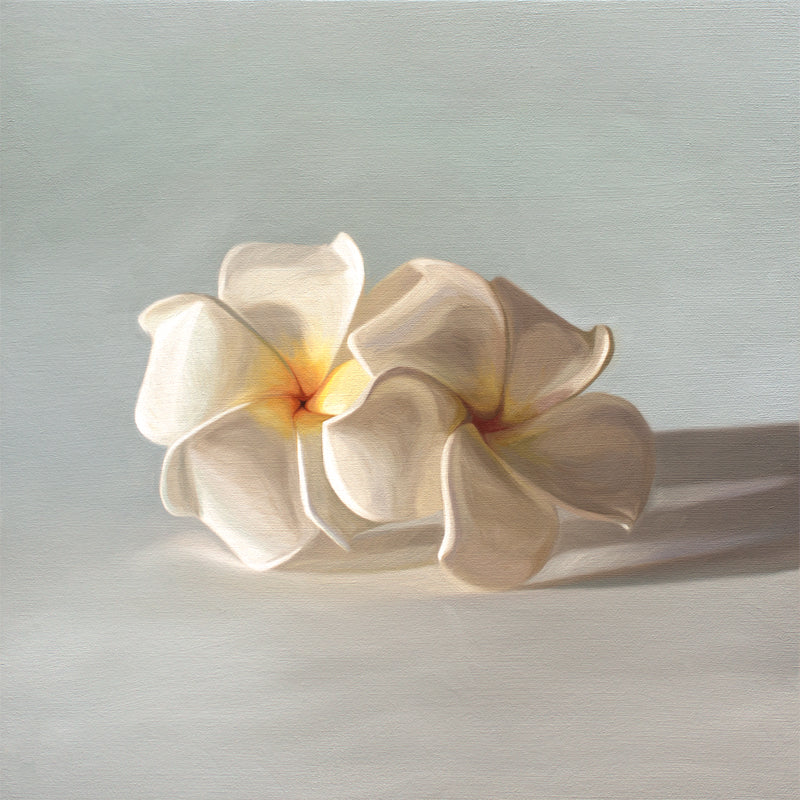 Plumeria Blossoms Fine Art Print by Lauren Pretorius: a pair of white plumeria blossoms resting on a light bluegrey surface.