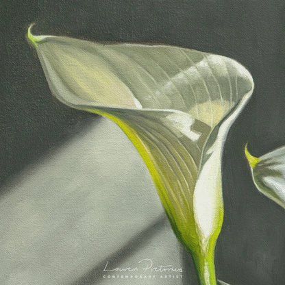 Cala Lilies