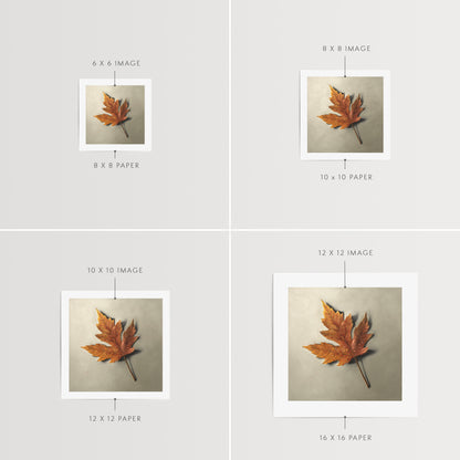 Raindrop Maple Leaf Fine Art Print by Lauren Pretorius: a raindrop covered maple leaf in its Autumn colors resting on a light grey surface. I do love the warmth of summer and those bright sunny days, but there is something special about the cooler softly-raining days of Autumn where you cozy up with a book and nice cup of coffee.