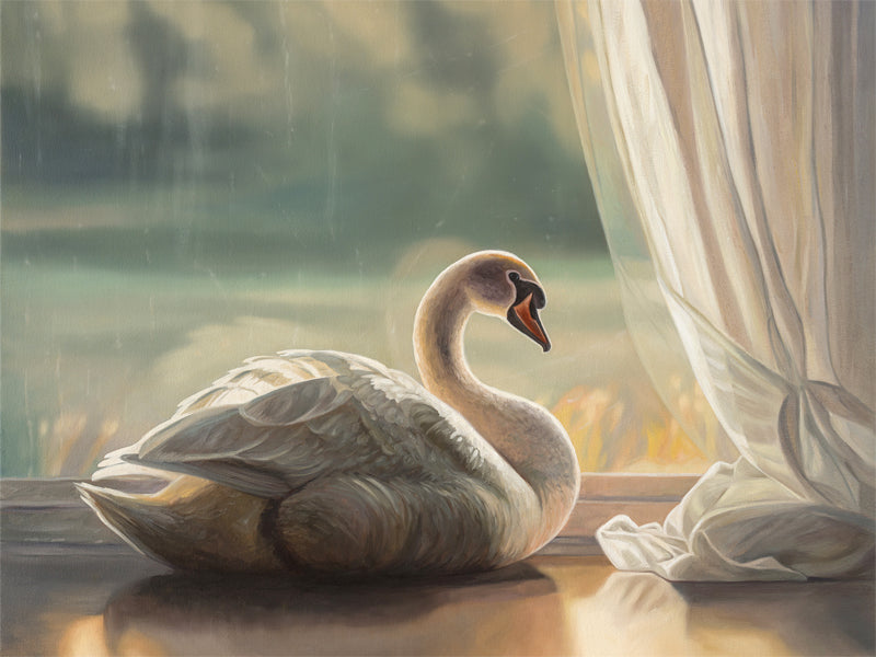 Solitary Swan Fine Art Print by Lauren Pretorius: a swan looking out from a window, with an archival pigment ink on 230gsm matte archival fine art paper.