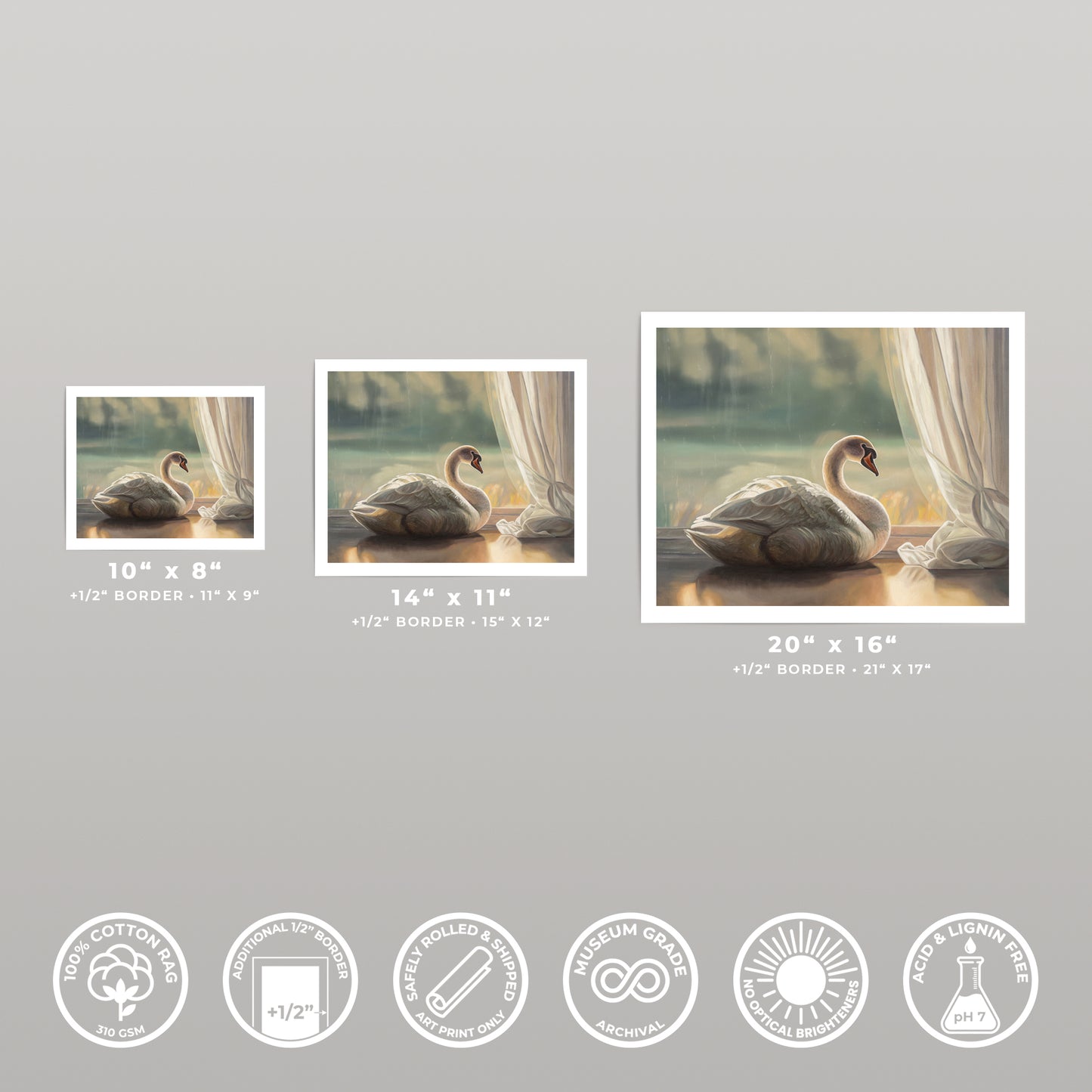 Three Solitary Swan fine art prints in 10x8, 14x11, and 20x16 sizes, with a white border, on cotton rag paper.