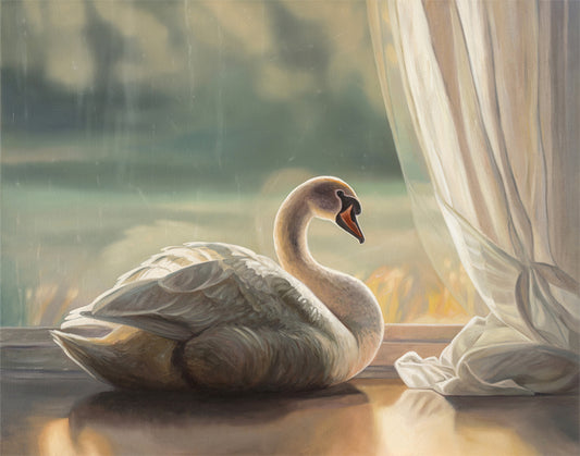 Fine art print of a solitary white swan by a window with sheer curtains, reflecting light.