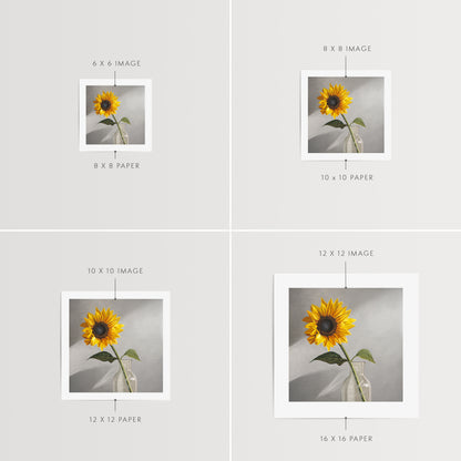 Sunflower Fine Art Print by Lauren Pretorius: a sunflower in a clear glass vase with a neutral grey backdrop.