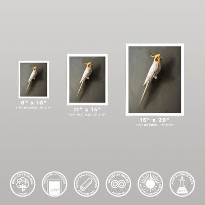 Three fine art prints of a white cockatiel with a yellow crest, shown in 8x10, 11x14, and 16x20 sizes.