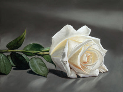 White Rose Fine Art Print by Lauren Pretorius: a white rose laying on its side on a dark grey surface.