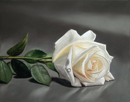 White Rose