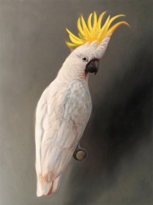 Yellow Crested Cockatoo Fine Art Print by Lauren Pretorius: a yellow crested cockatoo perched adjacent to a dark grey wall with dramatic side lighting.